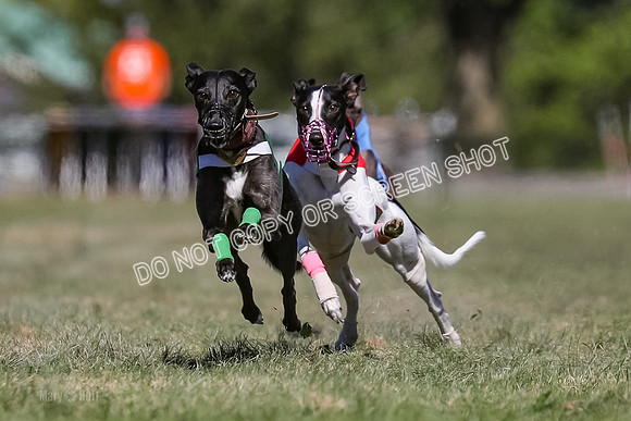 Prg 4, Race 3, Dazzle Margot Cherry Pie Clyps Tahoe-0133