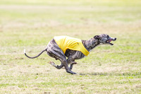 prelims Fch-Vet Arrow Wilson-7626
