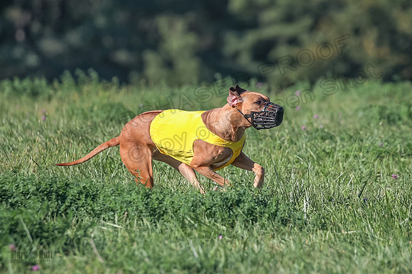 1 Prelims Open 1 Kinky Ash Zanna-4425