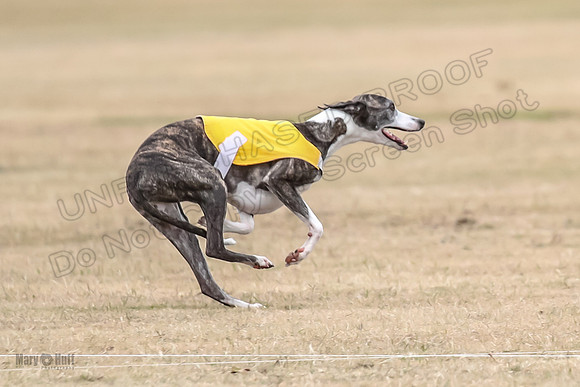 1Prelim Open 4 Kashi Rigel-3114