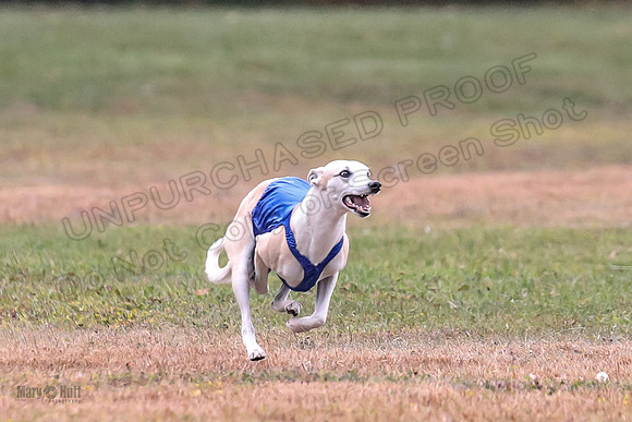 1 Prelims Open 1 AnnieOakley Fennec Zero-1209