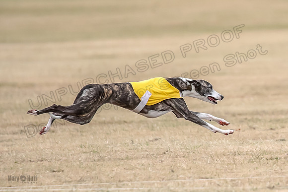 1Prelim Open 4 Kashi Rigel-3116