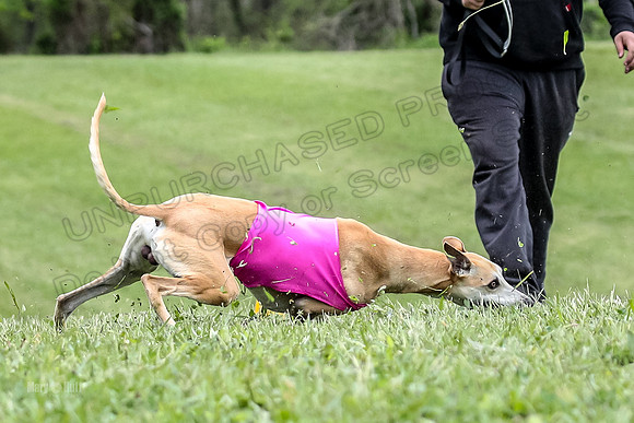 Prelims Open D2, Tessa Player Strut-7021