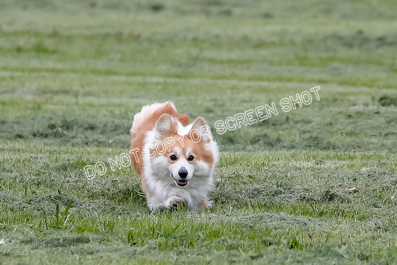 Cat Test 2-1104