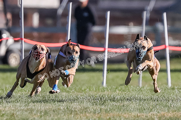 Prg 1, Race 19, Picanha Nibbles Cutter Tanooki Cheetah-9288