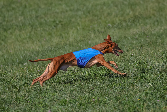 2 Finals Vet 1 Precious Copper Cayper-7300