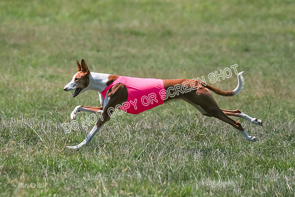 Finals, Veteran 2, Pepper, Diva-9487