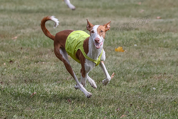Finals Fch 1 Beastie Jadis Ginny-7908