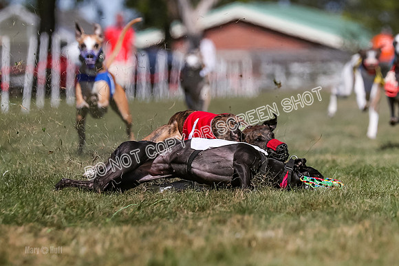 Prg 4, Race 1, Ruffian Flynn Nami Rigby Arrow Echo-0049