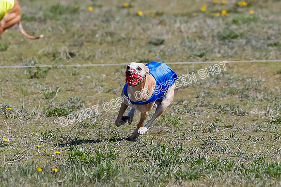 Prelim, Rocky Shimmy Zed-2425