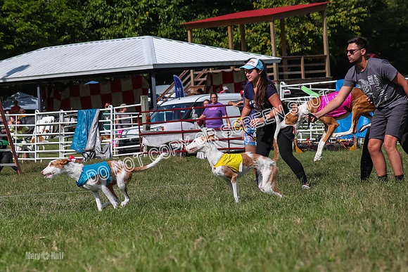 Open Prelim A1, Rose Riptide Idina-7561