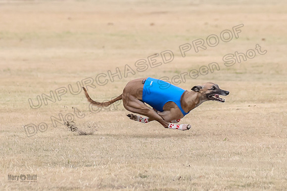 1Prelim Open 3 Eggsy Trixie Treble-3027