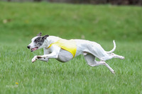 Prelims Whippet Specials-4473