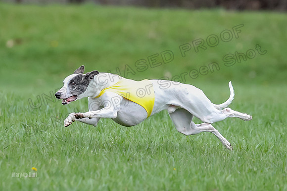 Prelims Whippet Specials-4473