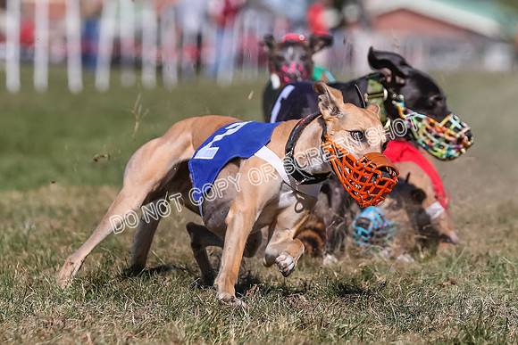 Prg 4, Race 5, Rasta Cammie Warrior Grim Buckwheat-0219
