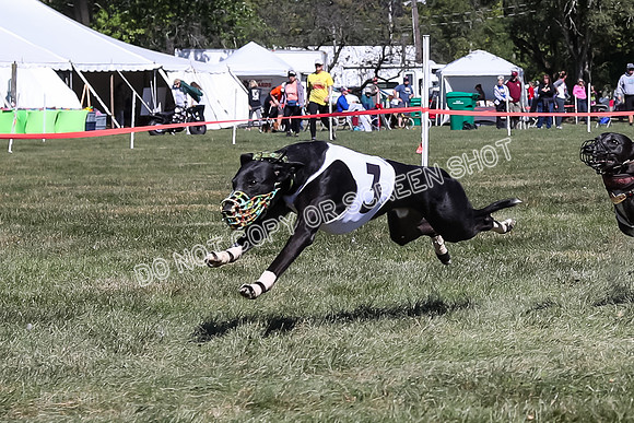 Prg 3, Race 4, Cherry Pie Ruffian Grim Nami Tipa Sprig-9628