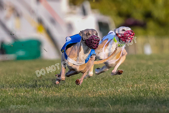 Prg 1, race 1, Arrow Blitz Rosie Floyd-0561