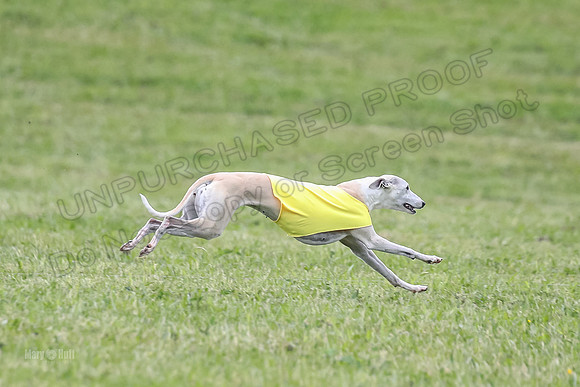 Prelim Veterans 6, Rosie Tomte Akela-0261