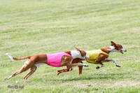 Ibizan Hound
