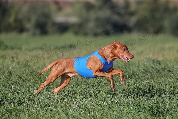 1 Prelims Vet 1 Precious Cayper Copper-4307