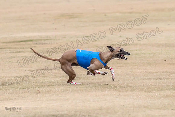 1Prelim Open 3 Eggsy Trixie Treble-3024