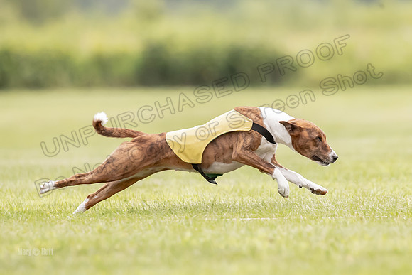 Finals Basenji-1397