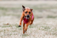 Rhodesian Ridgeback Color
