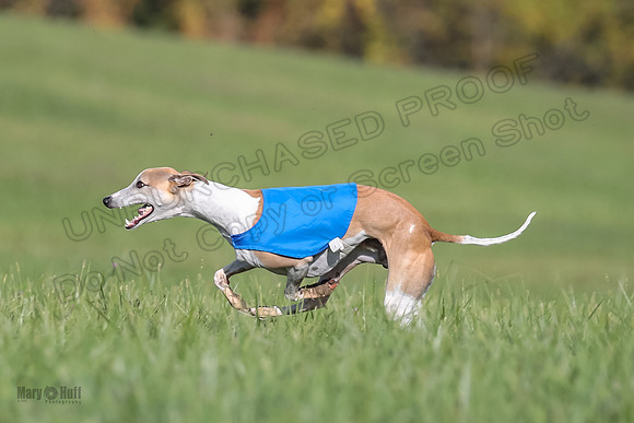 1 Prelims Fch A2 Arrow Janey Hoppit-9512