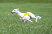 Prelims Whippet Veteran-4496