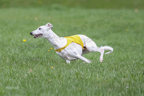 Prelims Whippet Veteran-4496