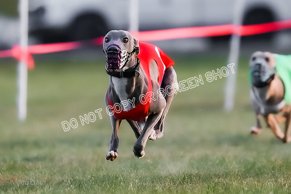 Prg 1, Race 8, Java Warrior Spock Rasta Margot Willow-9083