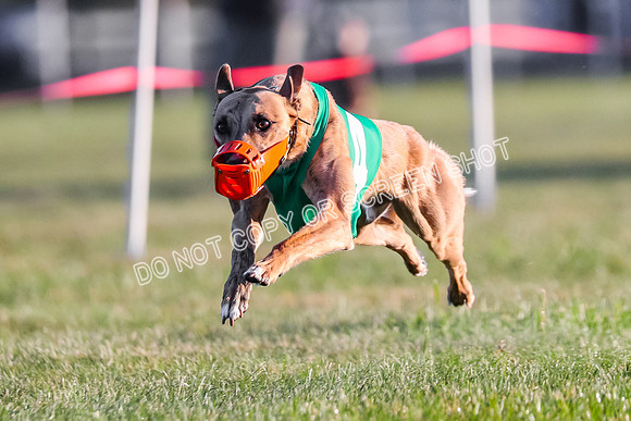 Prg 1, Race 4, Echo Ravenstar Griffey Buckwheat-9005