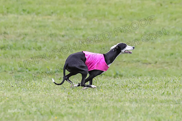 Prelim Open G1, Banshee Mystic Stoli-9454