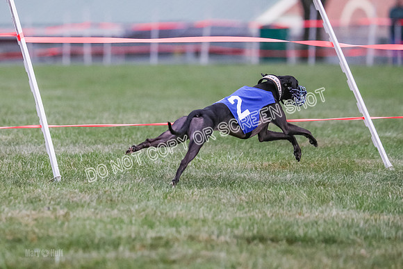 Prg 1, race 8, Toodles Victor Stone Rasta-0760