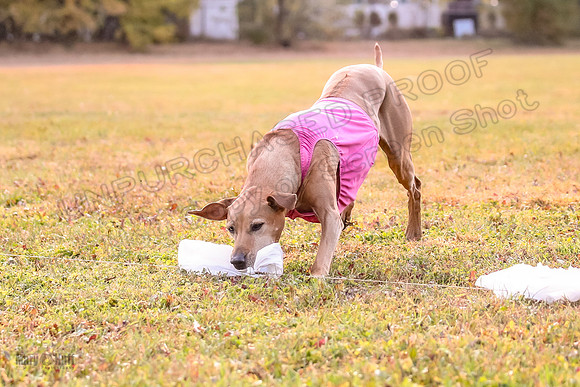 1 Prelims Vet Libby Xena-0418