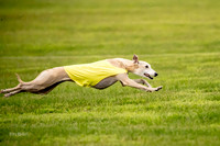 Prelims Fch-Vet 1, Buttercup Wilson-0358