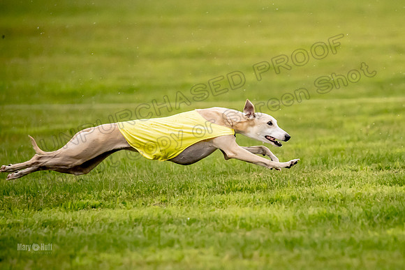 Prelims Fch-Vet 1, Buttercup Wilson-0358