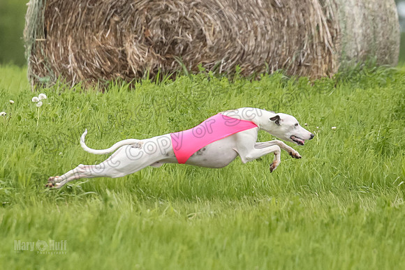 1 Prelims Fch 1 Flaare Cooper Buttercup-8258