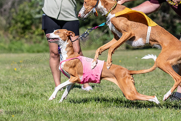 Prelims Fch 2 Pennie Beastie-5524