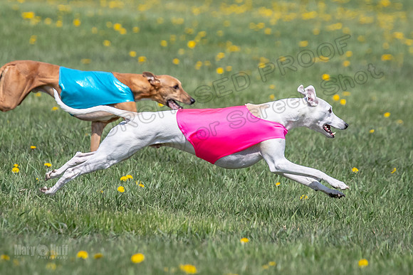 1Prelims Veterans 5 Rosie Smudge Smokey-1803