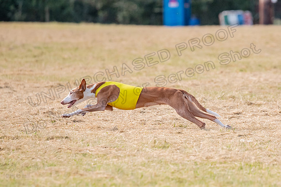 1prelims Vet 1prelim Izzy Dawn-3754