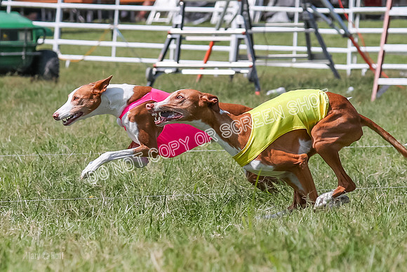 Prelim, Veteran 2, Dawn, Diva-8890