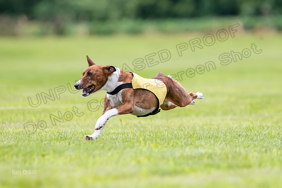 Finals Basenji-1416