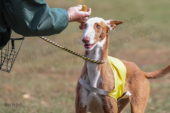 Finals Fch 2 Penny Willow-7981