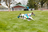 WRA, Prg 2, Race 1, Puppy, Gnochhi Sprig-8557