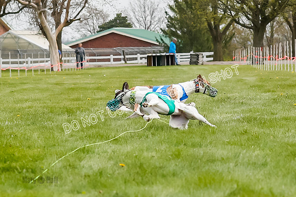 WRA, Prg 2, Race 1, Puppy, Gnochhi Sprig-8557