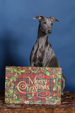 xmas Kristy-445-Edit-2