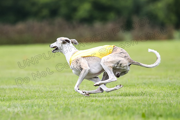 Finals Fch-Vet 2, Wilson Buttercup-1760