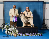 Elkhound 2020-1181