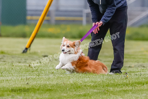 Cat Test 2-1054